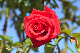 image0177