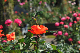 image0180