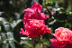 image0183