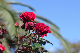 image0188