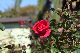 image0189