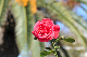 image0190