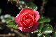 image0191