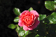 image0192