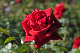 image0195