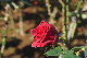 image0196