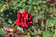 image0197