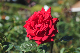 image0198