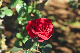 image0200
