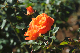 image0207