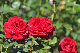 image0209