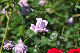 image0210