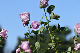 image0212
