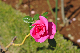 image0213