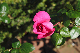 image0215