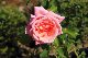 image0220