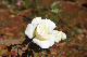 image0221