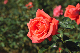 image0225