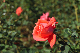 image0227