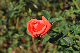 image0228
