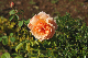 image0230