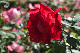 image0233