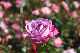 image0234