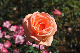 image0235