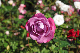 image0236