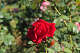 image0237