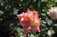 image0238