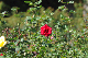image0250