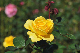image0253
