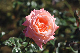 image0258