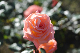 image0259