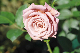 image0260