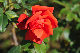 image0263