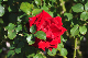 image0264