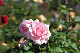 image0265