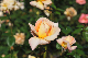 image0266
