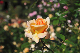 image0267