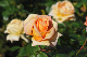 image0268