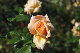 image0269