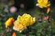 image0271