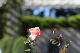 image0273