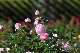 image0274