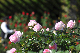 image0275
