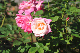 image0277