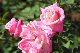 image0278