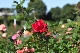 image0279